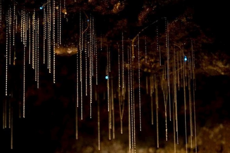 Tamborine Mountain - Glow Worm Caves Tours